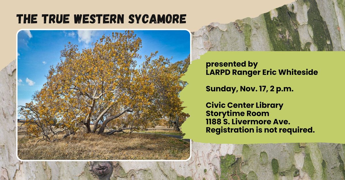 The True Western Sycamore by LARPD Ranger Eric Whiteside