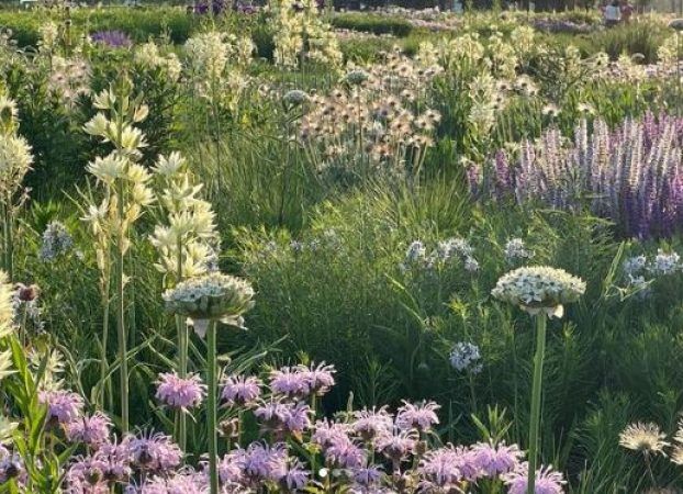 Meadow Brook Garden Club Presentation "Oudolf Gardens,  A Dream Realized" and Meeting