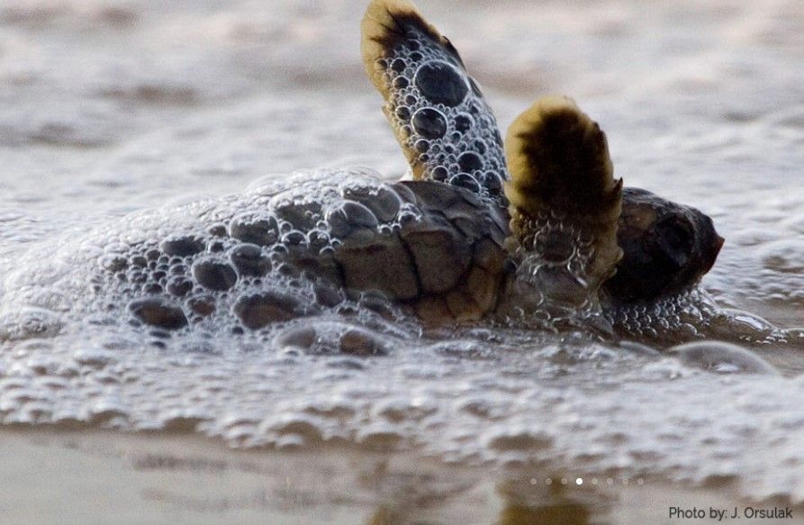 Monthly Meeting - Endangered Sea Turtles 