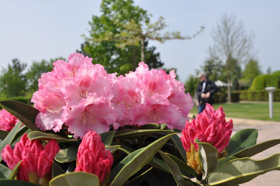 Rhododendron und ihre Begleiter im Park, Park der Gärten, Bad
