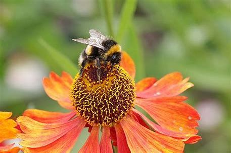Andover Farmers Market Week 2: Celebrate Pollinator Week!