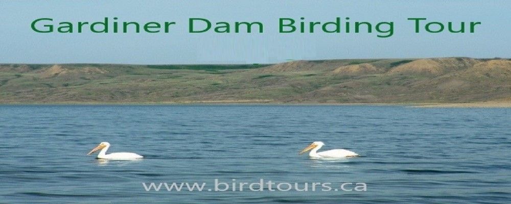 Gardiner Dam and Anerley Lakes Birding Tour