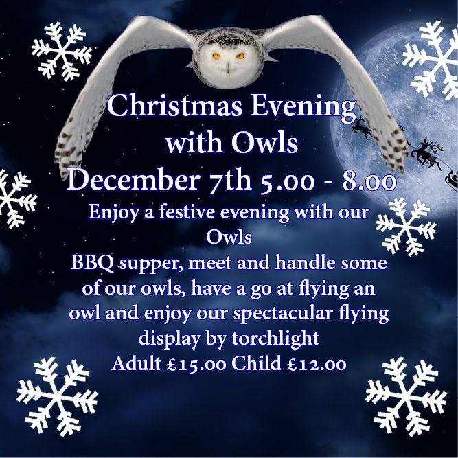 Christmas Evening with Owls