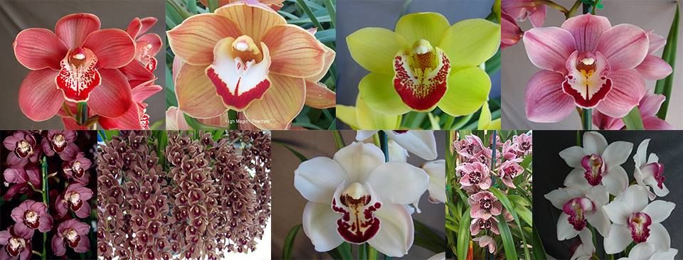 Perth Orchid Fair 2024