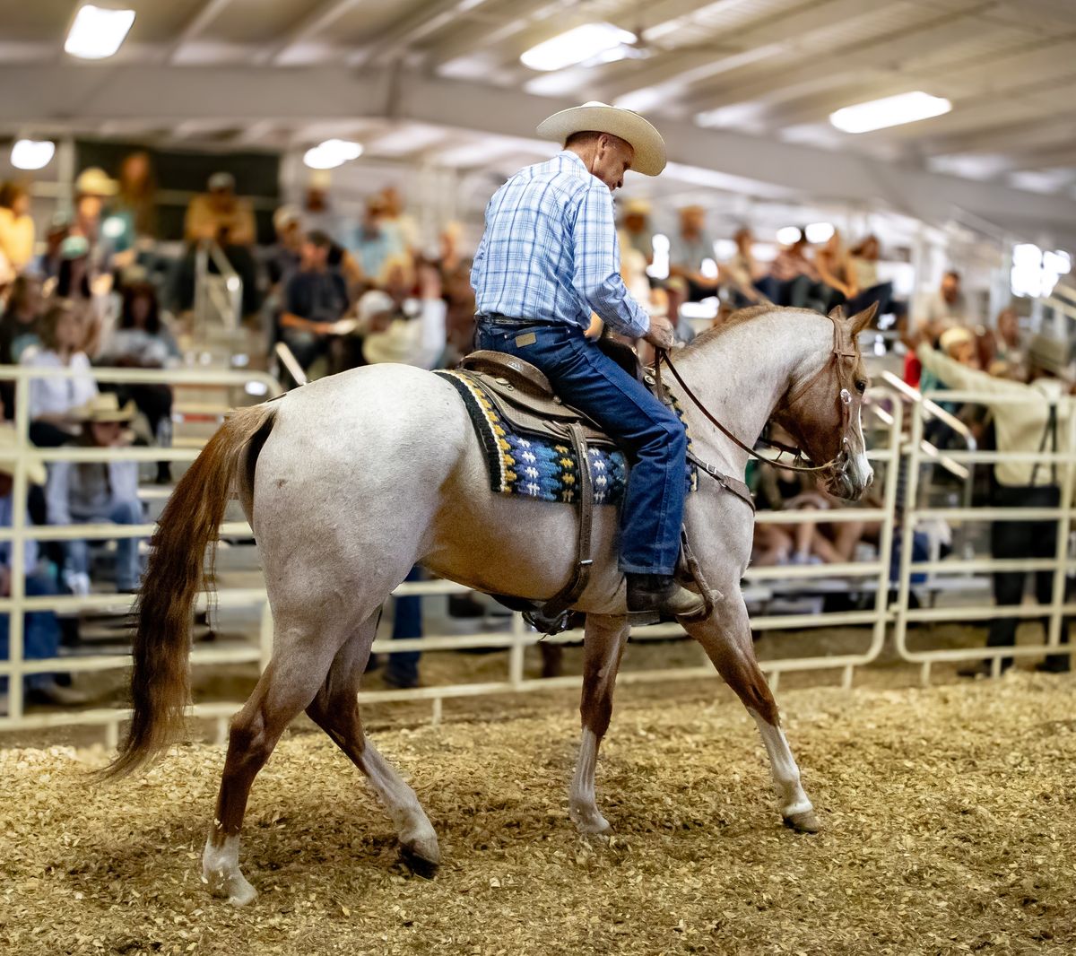 Performance Horse Special - Catalog Auction 