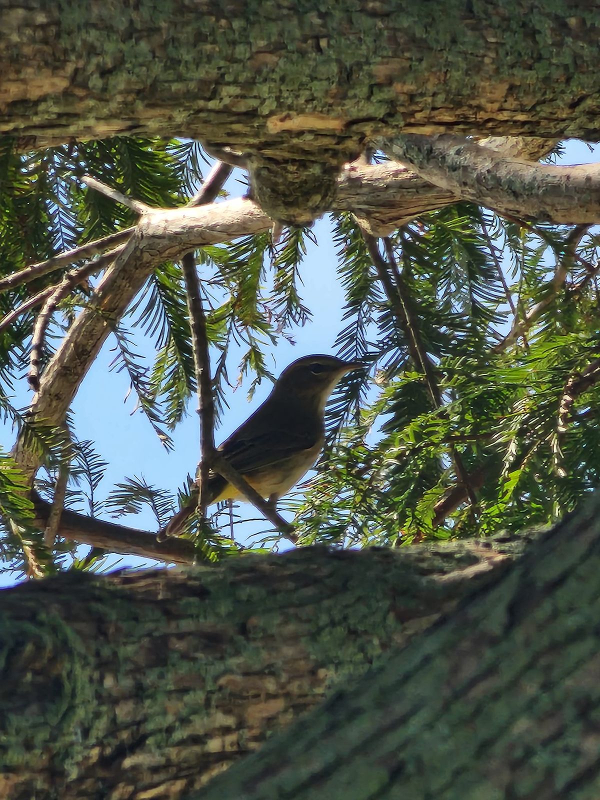 Broward Fall Migration Birding- Evergreen Cemetery