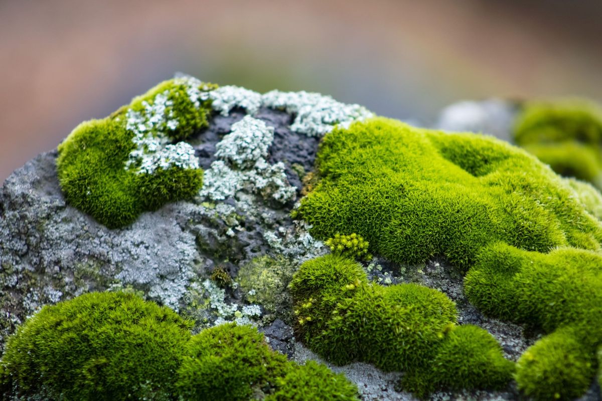 Science Pub Portland: Tiny Tales of Lichen & Moss