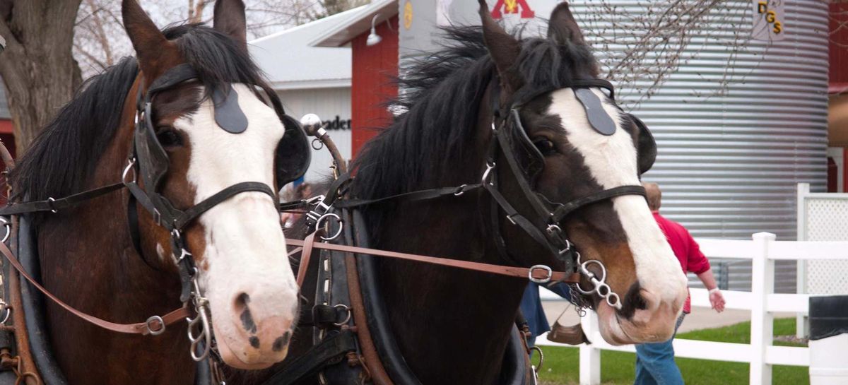 2025 Minnesota Horse Expo