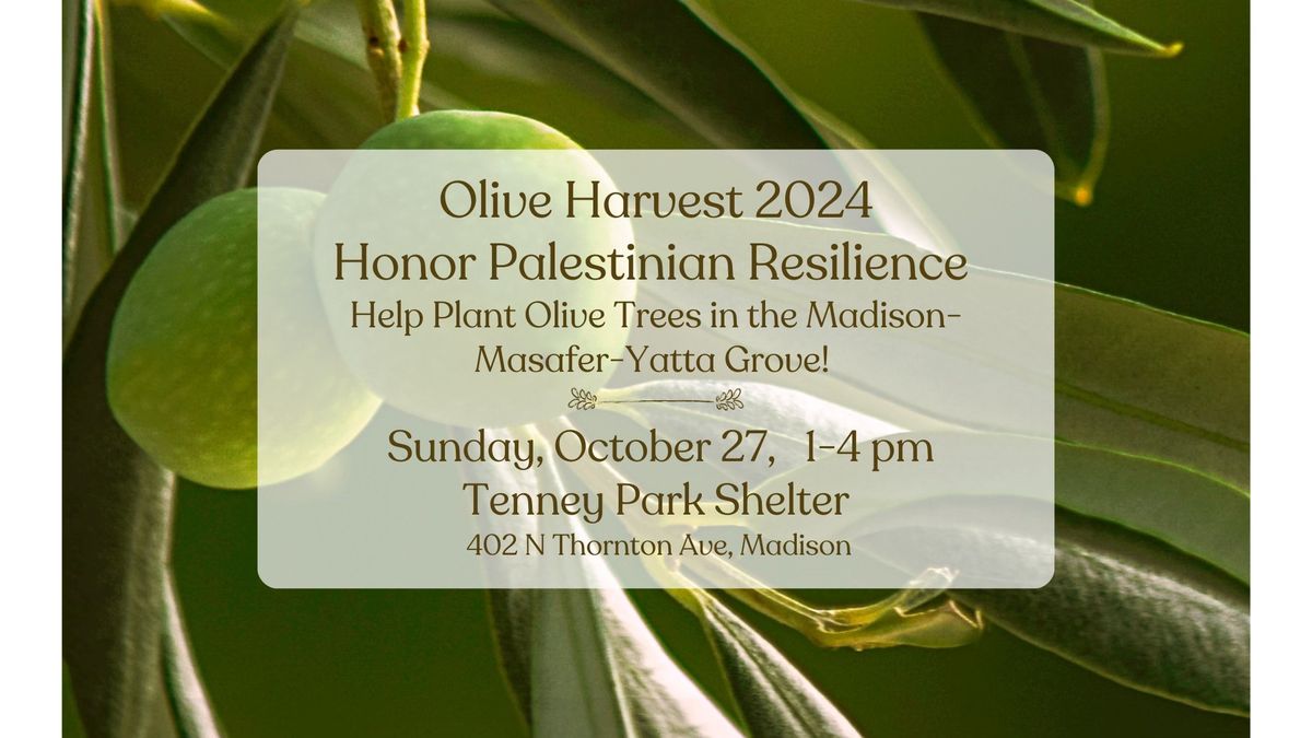 Olive Harvest 2024:  Honor Palestinian Resilience