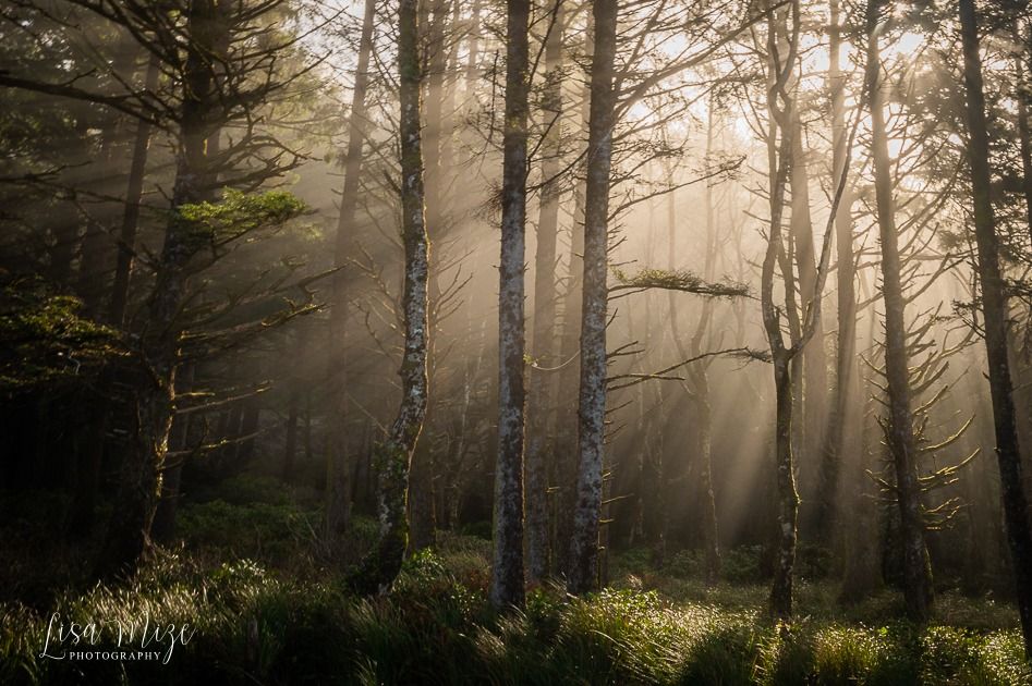 In-Person Photography Workshop at Point Defiance Park!