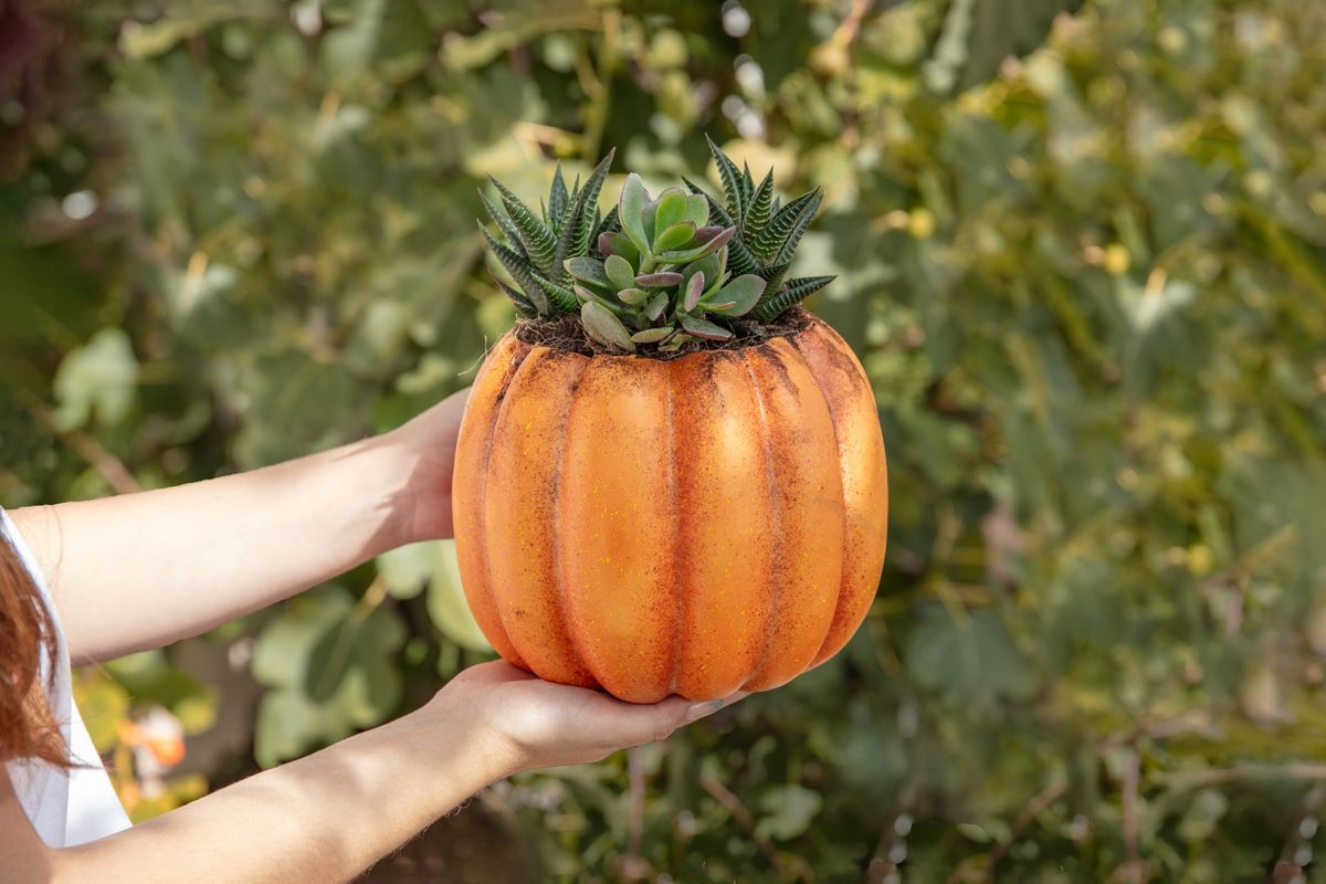 Planting & Afternoon Tea: Pumpkin Succulent Planter