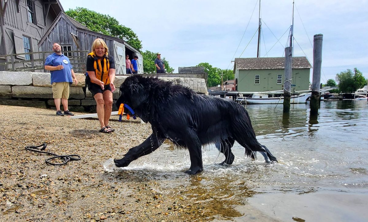 Newfoundland Dog Water Rescue Training