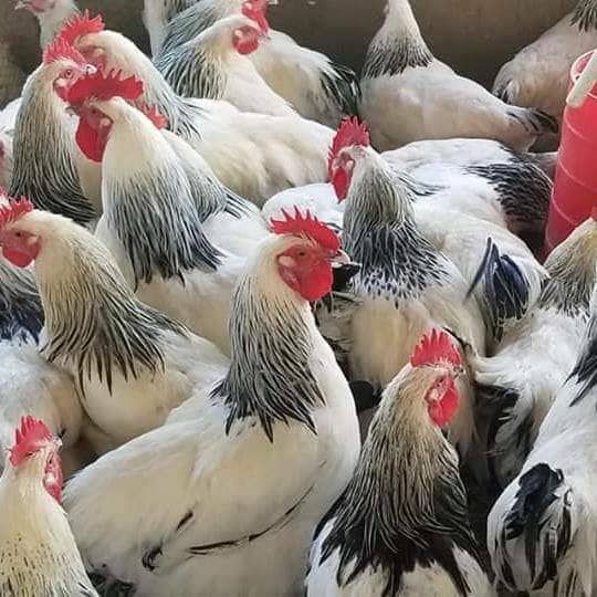 Poultry (Roadrunner) Production Workshop