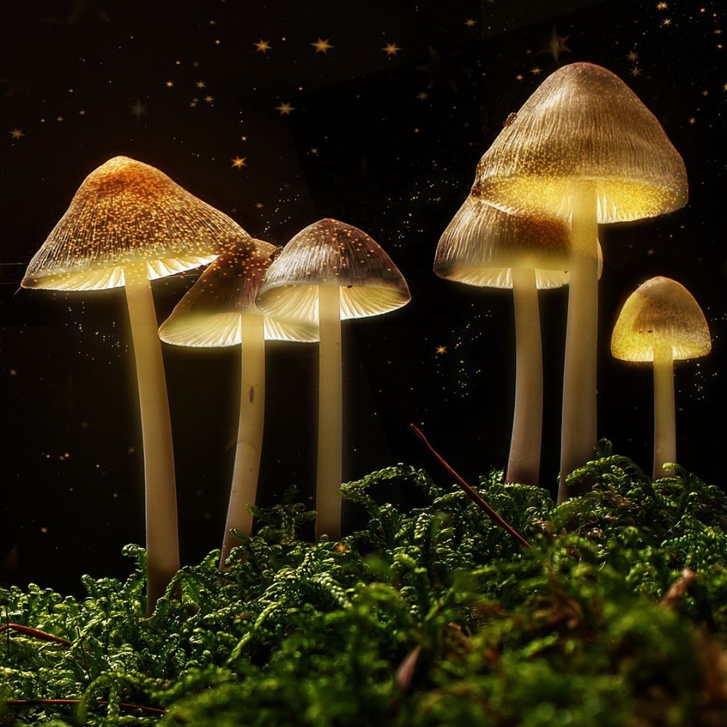 The Science of Magic Mushrooms with Dr Chris Timmermann