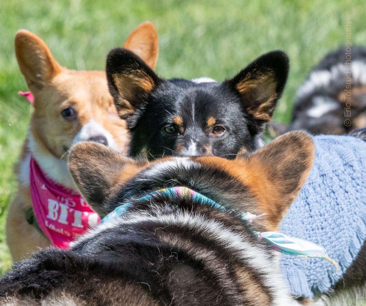 Glenbrook Dog Park - Big Meet