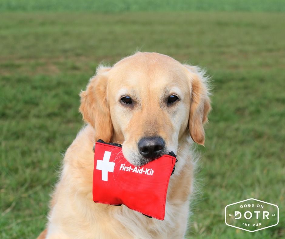 Pet First Aid Certification Class