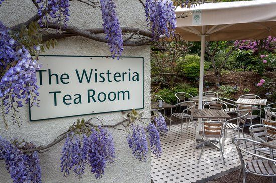 Wisteria Tea room Day Trip 