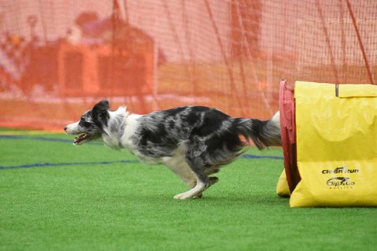 CPE August Agility Trial