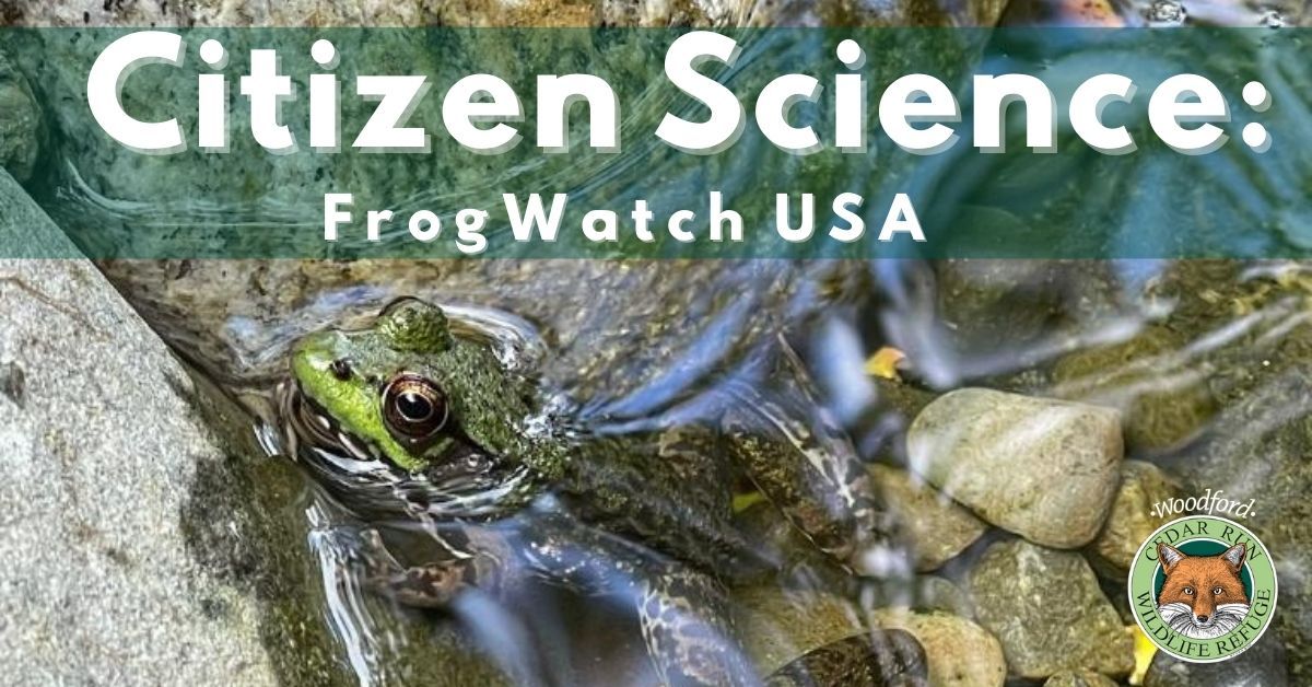 Citizen Science: FrogWatch USA