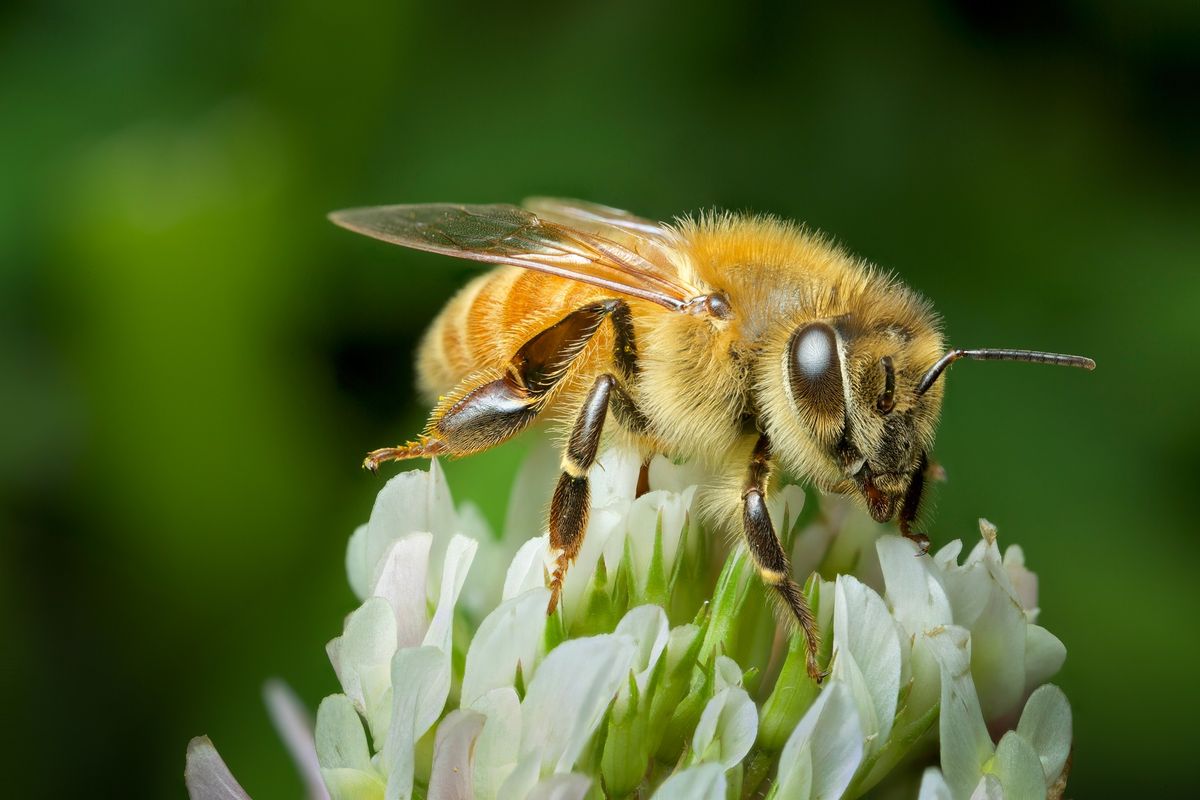 Bugs & Beyond: The Wonders of the Insect World