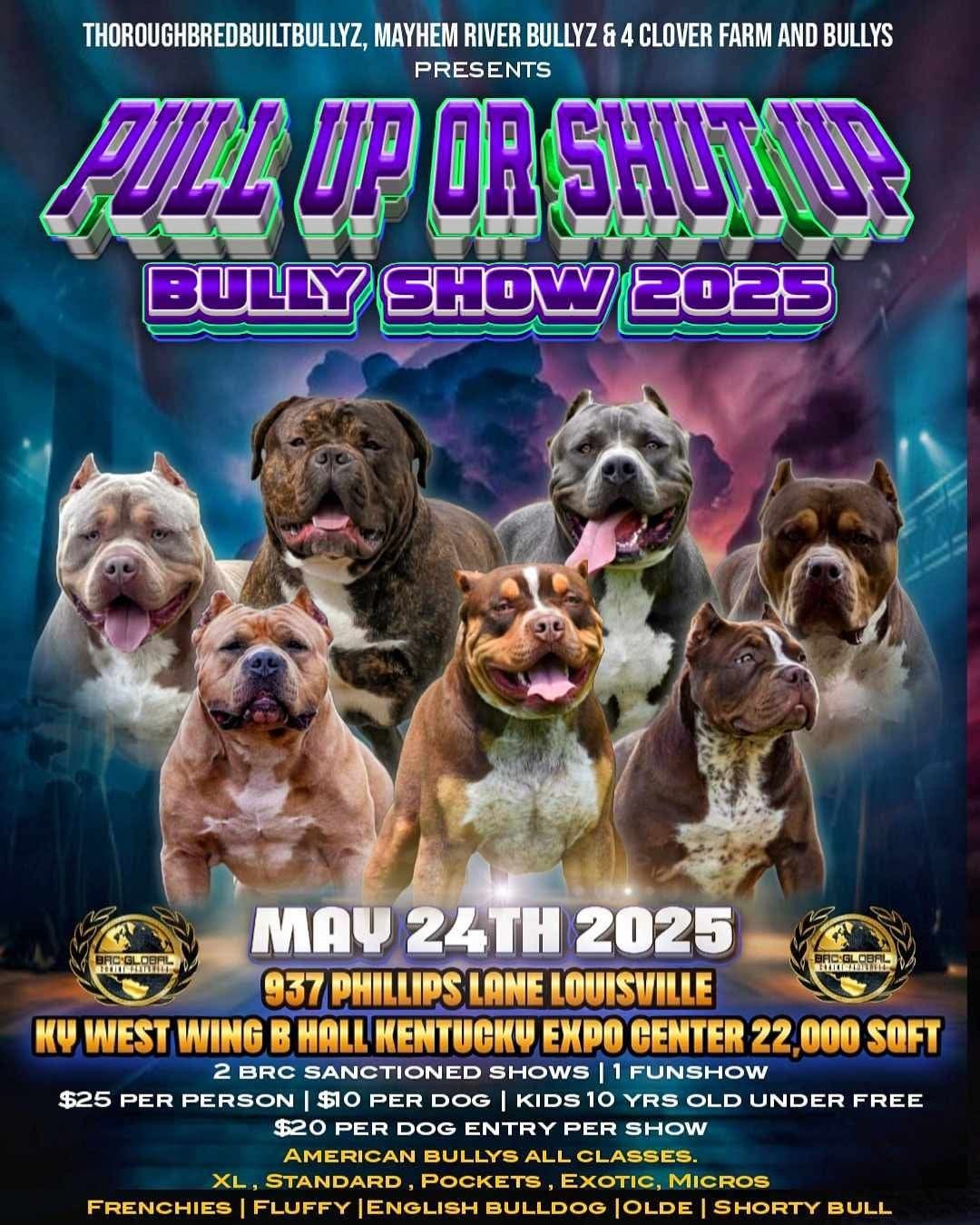 Pull Up or Shut Up \/ BRC Global American Bully dog show