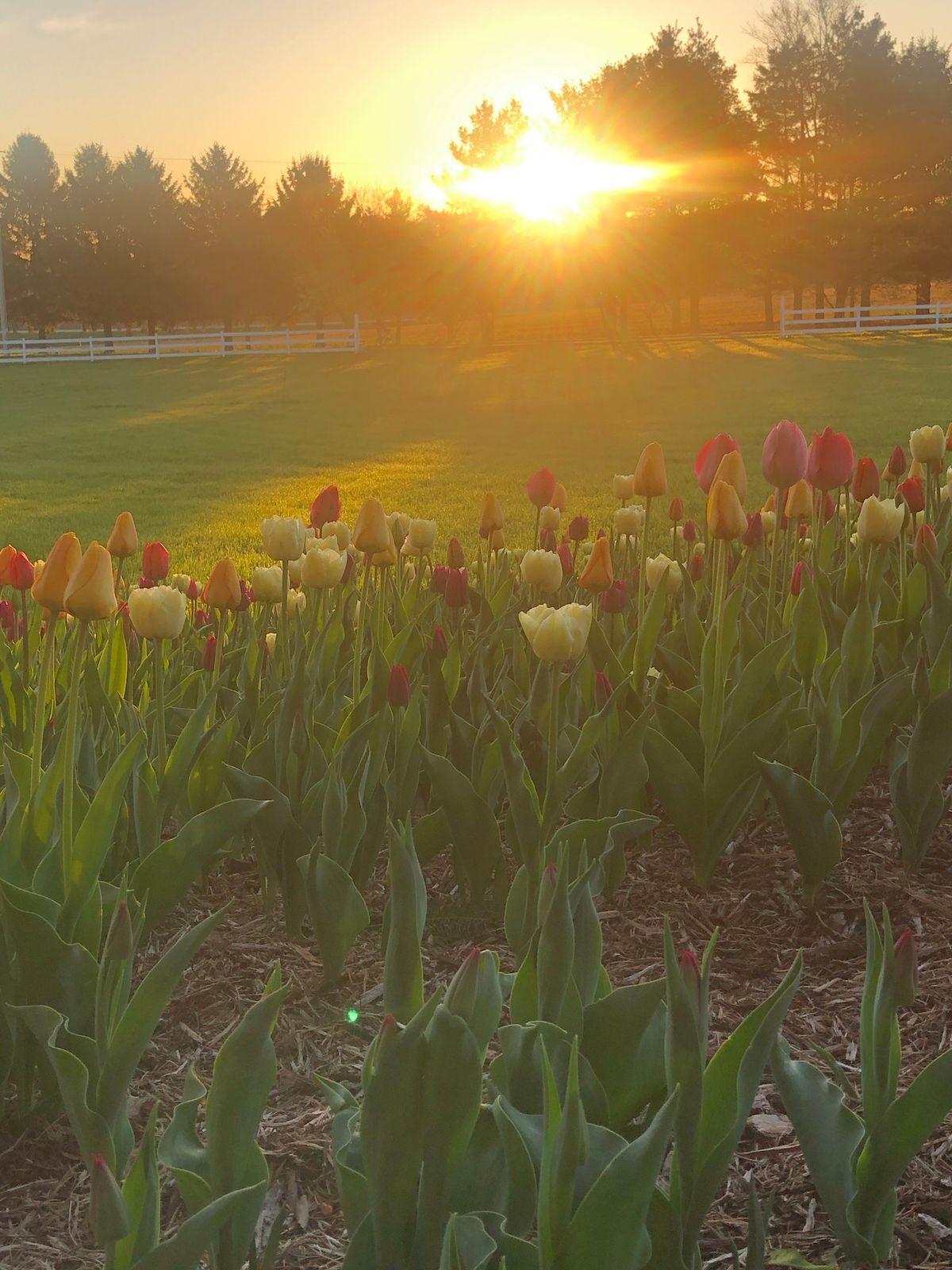 Hello Spring U-pick Tulips 