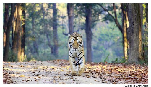 Kanha Jungle Safari