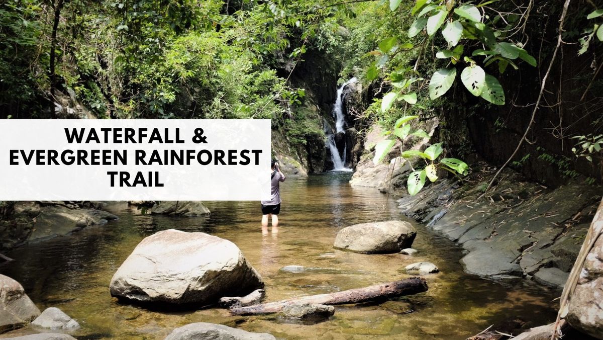 Waterfall & Evergreen rainforest Trail