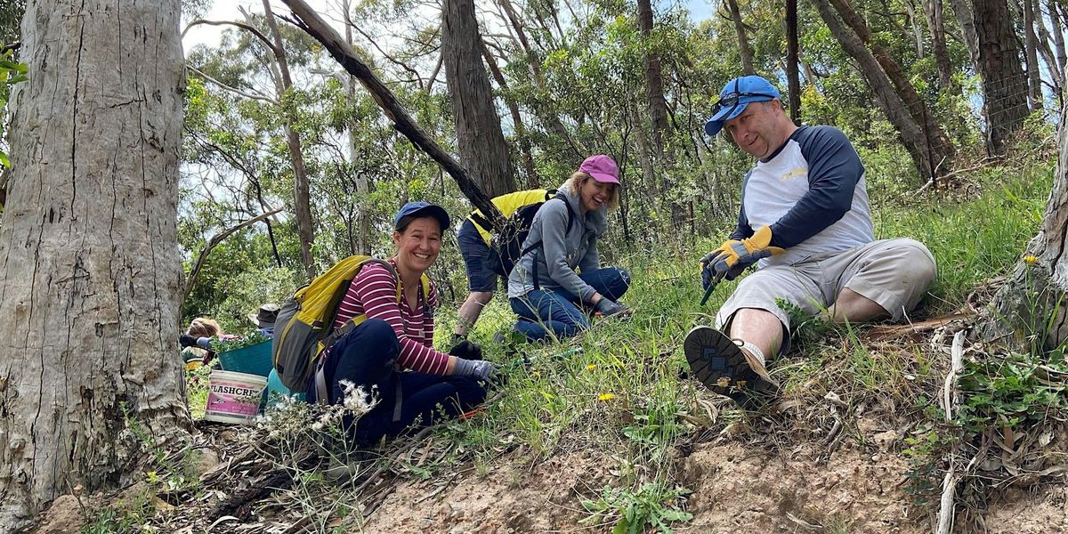 Willawilla bushcare morning - Crafers West