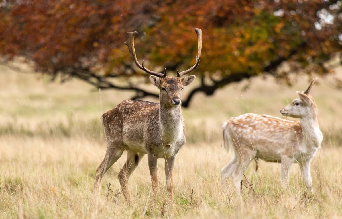 Deer at Dusk