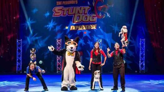 Chris Perondi's Stunt Dog Experience: Canine Feats & Education