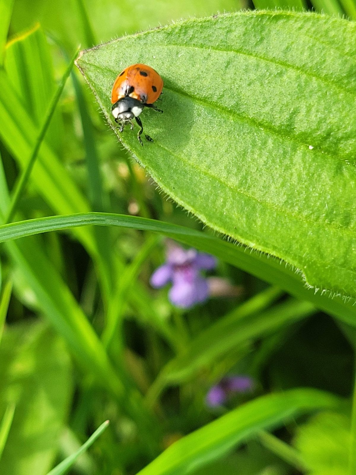 Summer Outdoor Activities at Beechbrae & Blawhorn Moss Wed 10th July 10am-2pm 2024