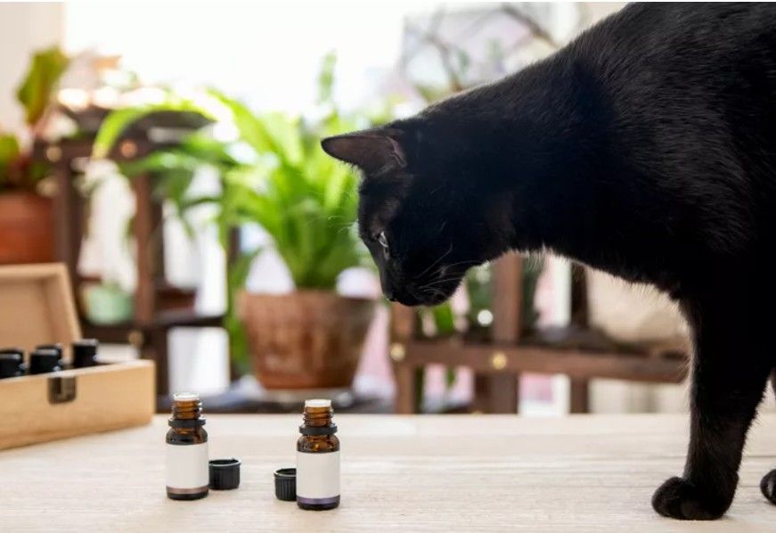 Essential Oil Making with Cats