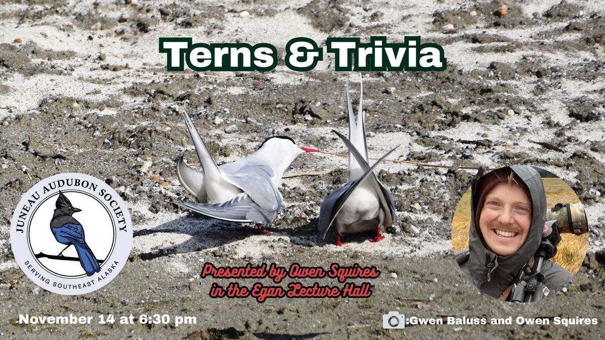 Terns and Trivia