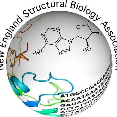 New England Structural Biology Association, Inc. (NESBA)