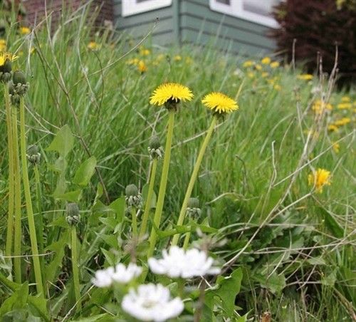 Urban Foraging: Weeds & Wild Foods (in-person)