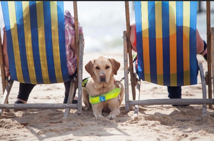 Guide Dogs at the St Thomas Mores School Fair 