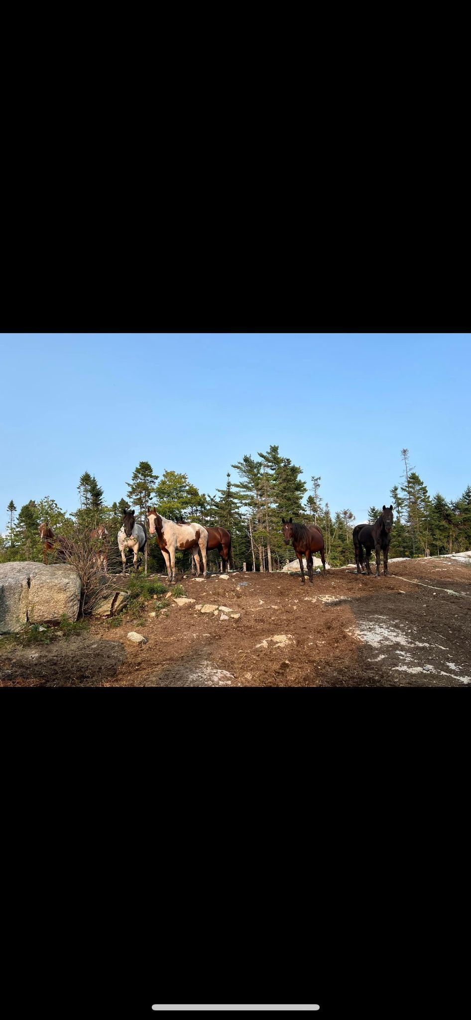 Grief workshop guided with horses 