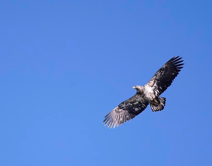 Mid Winter Bald Eagle Count