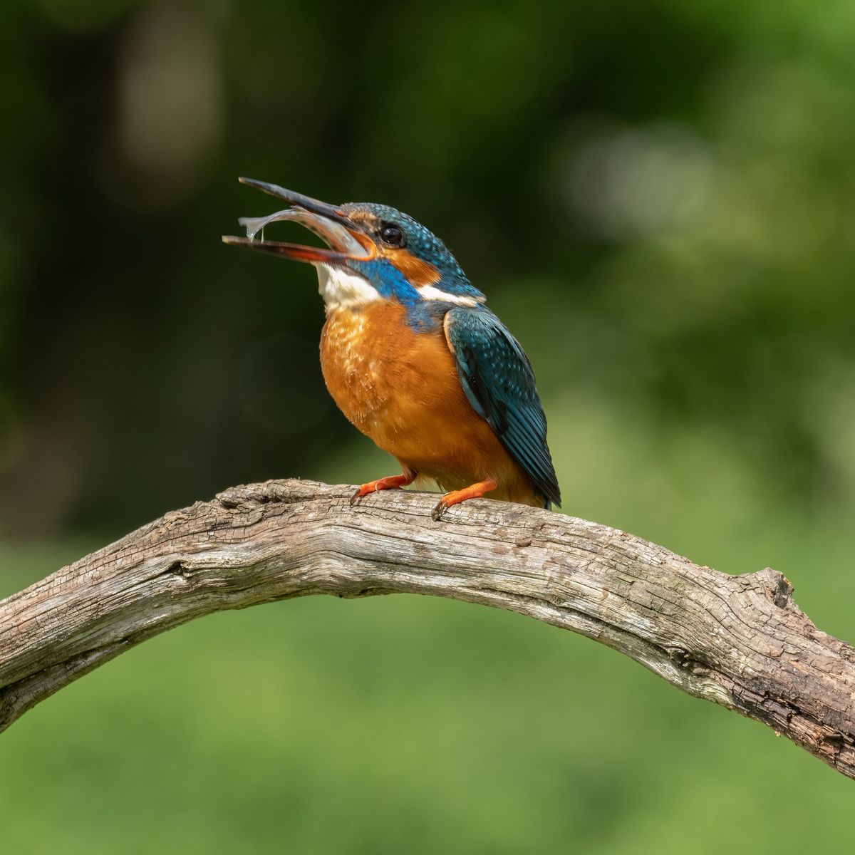 Kingfisher Hide Photography session