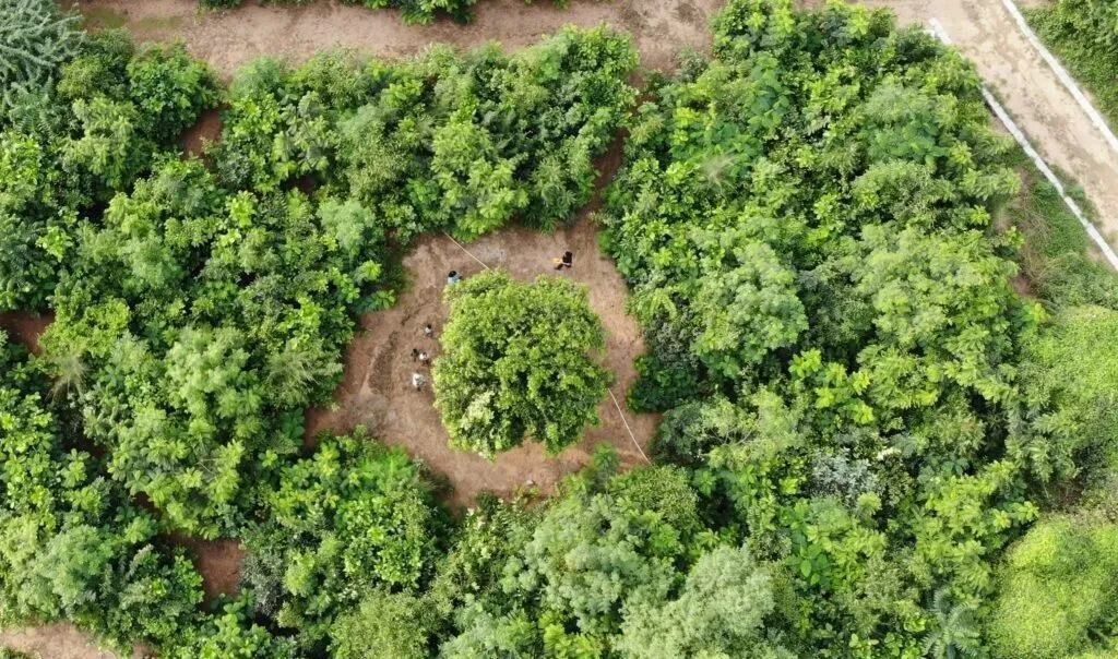 Tiny Forest Planting Day - Open to all!