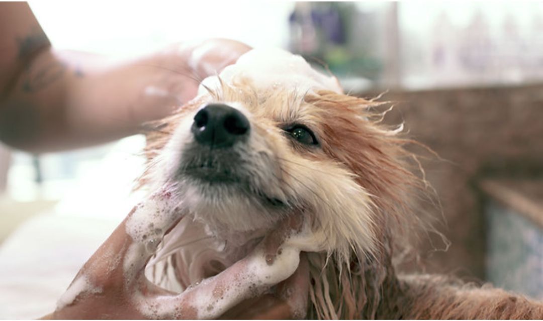 Groom Your Own Dog Training Day