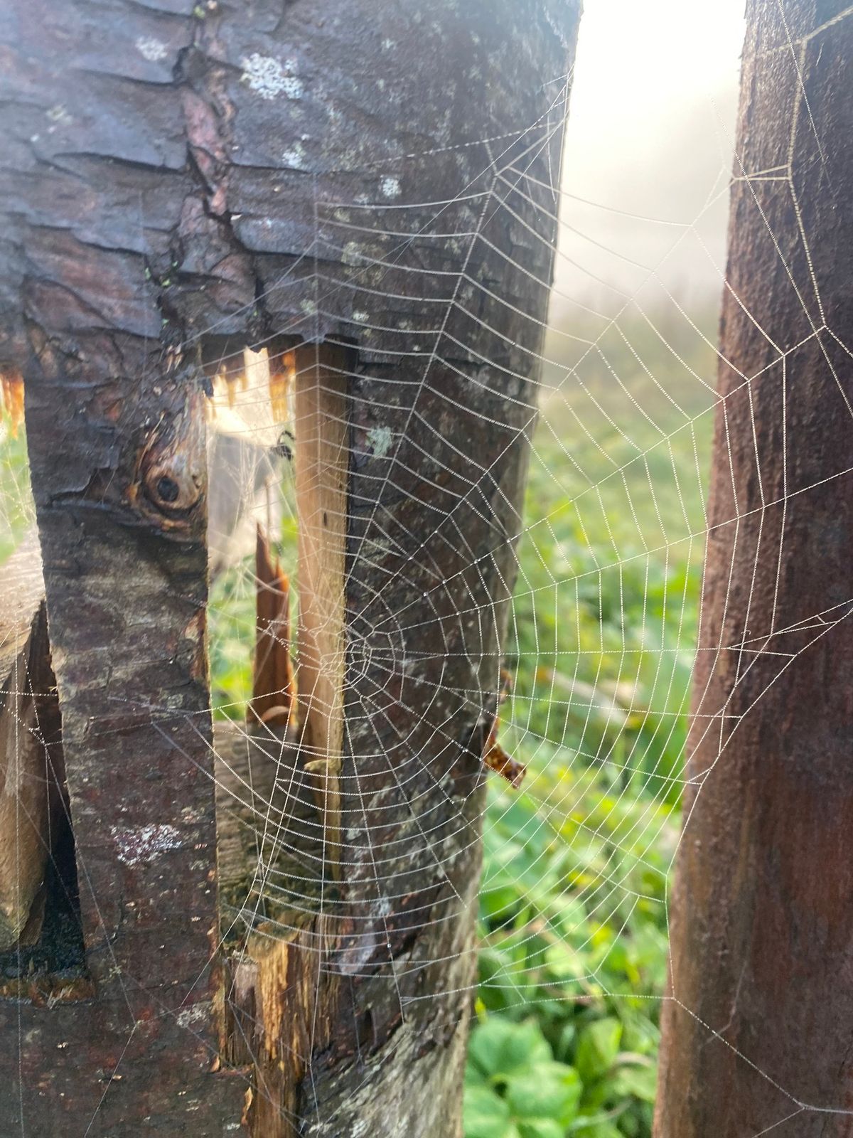 Spooky Forest Stay and Play