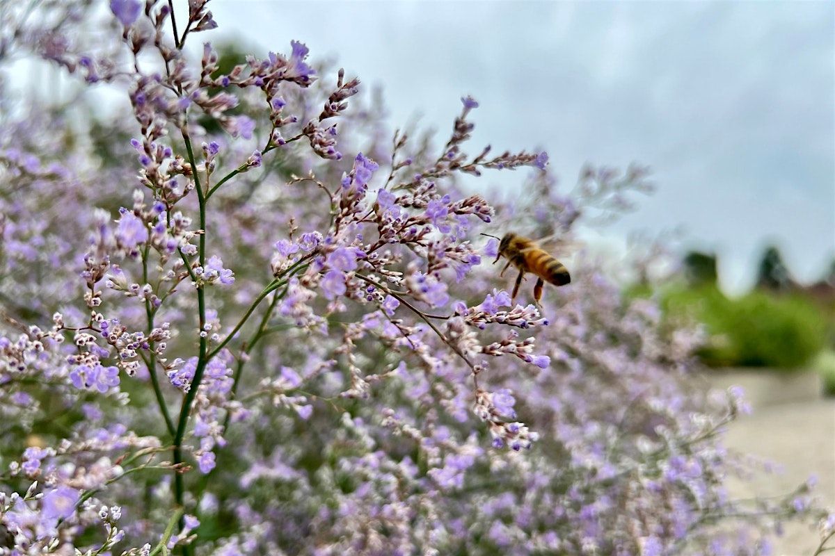 Forest Bathing at the Garden