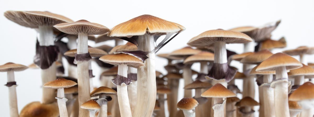 Let\u2019s Grow Mushrooms \ud83c\udf44\u200d\ud83d\udfeb 