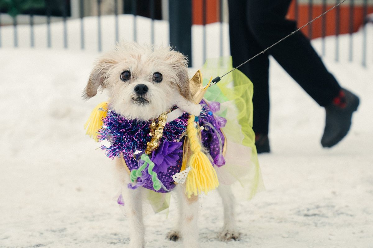 Mardi Gras 4Paws