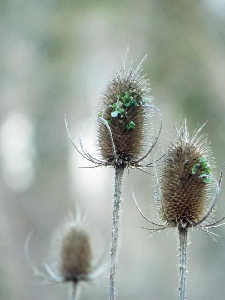 Movement in Nature, Rivers of Life