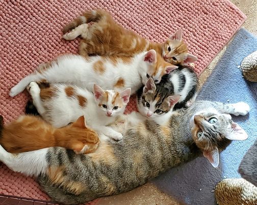 Adoption Event At Petsmart Central Park 1421 Carl D Silver Pkwy Fredericksburg Va 22401 4922 United States 3 July 2021 Petsmart Events July 2022 22312