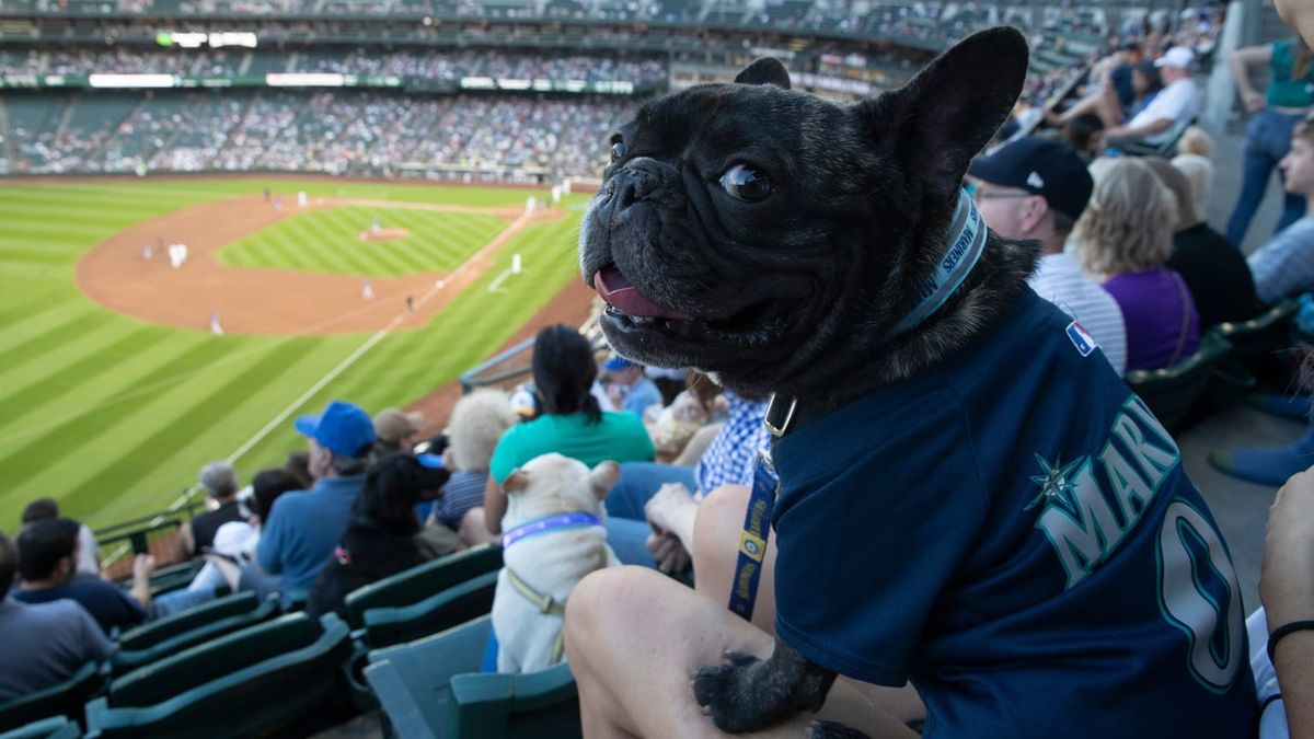 Bark at the Park