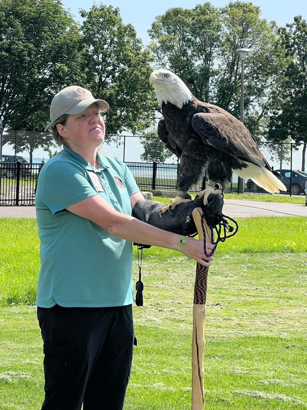 National American bald Eagle Day!